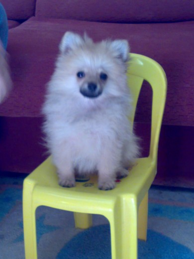 ¿¿¿a que parece una muñequita de peluche???? ¿¿¿a que parece una muñequita de peluche????